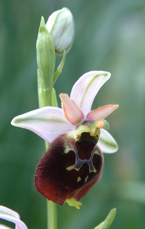 Ibrido Ophrys x ....